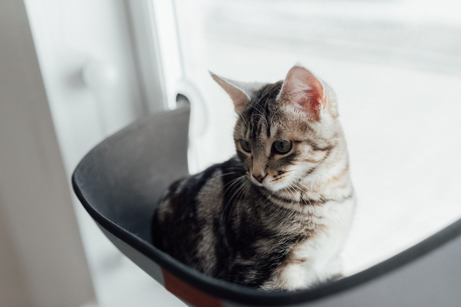 Catstayの予約プロセス