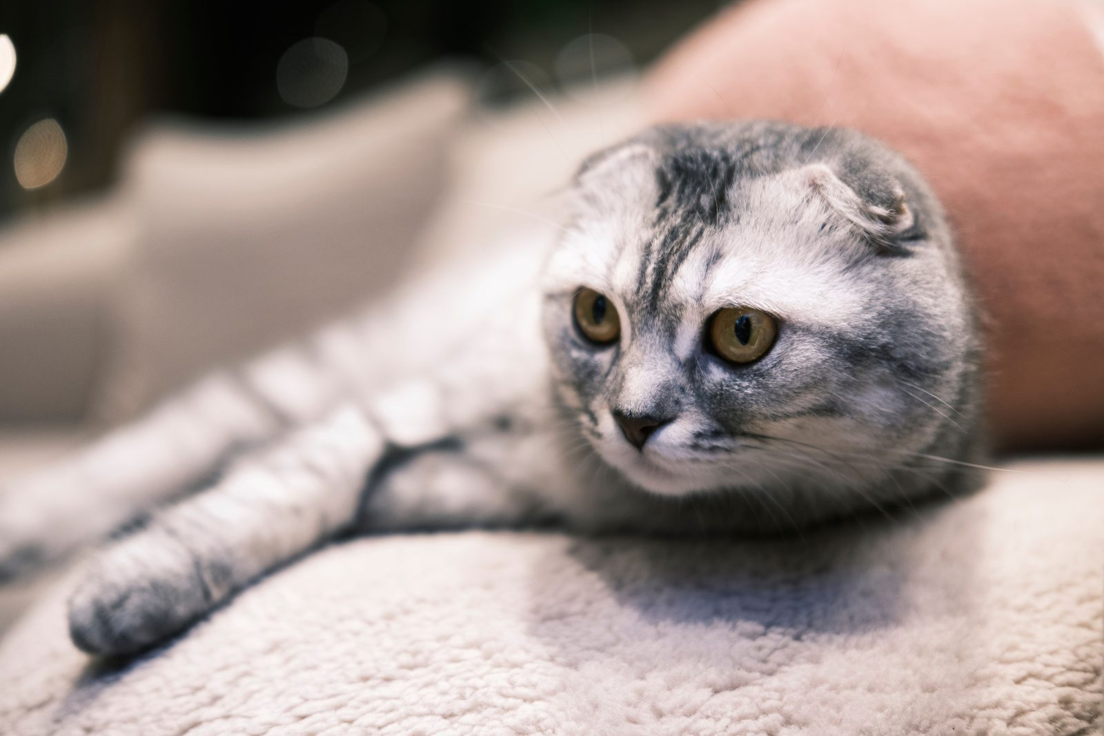 猫とのふれあいがもたらす成長
